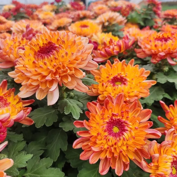 变色龙菊花盆栽带花苞多季开花适合室内种植的花卉植物