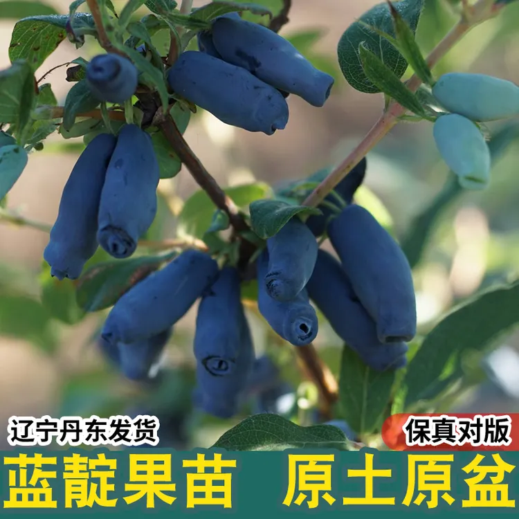 蓝靛果树苗羊奶子黑瞎子果苗山茄子树苗盆栽阳台南北方蓝莓树苗