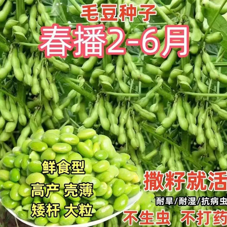 毛豆种子早熟大粒绿毛豆晚熟高产黄大豆种籽四季蔬菜种孑