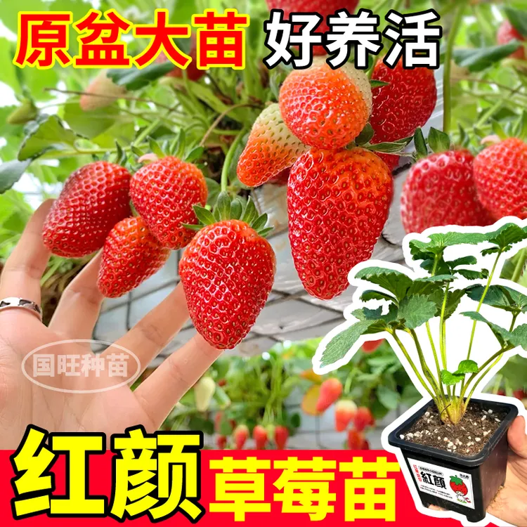 原土原盆红颜草莓苗四季阳台小院南北方盆栽丹东99越雪妃章姬玄玉