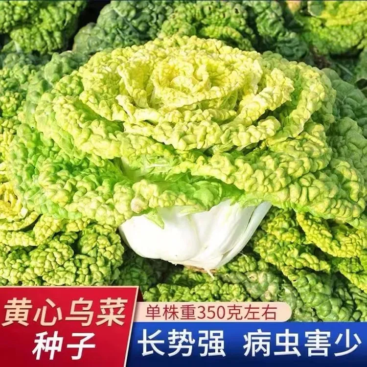 黄心乌塌菜种子四季黄心白菜种子农家青菜籽百叶黑心菜秋冬季菜籽