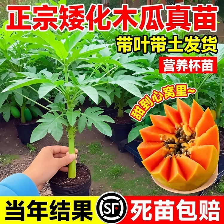 水果木瓜苗矮化冰糖红心木瓜苗四季庭院盆地裁当年结果青木瓜树苗