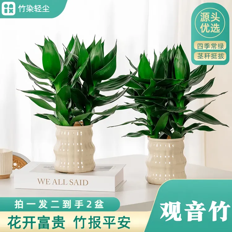 【买一送一】水培观音竹室内办公室桌面四季好养绿色植物桌面盆栽