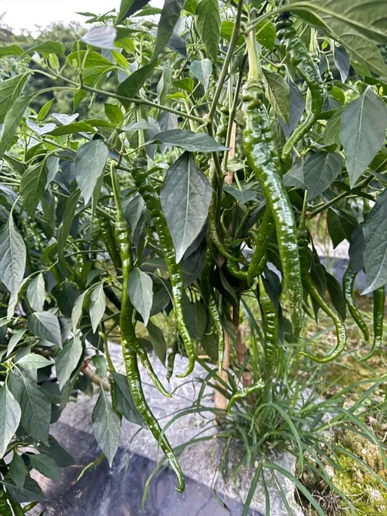 湖南湘西新鲜青辣椒农家自种现场采摘采买