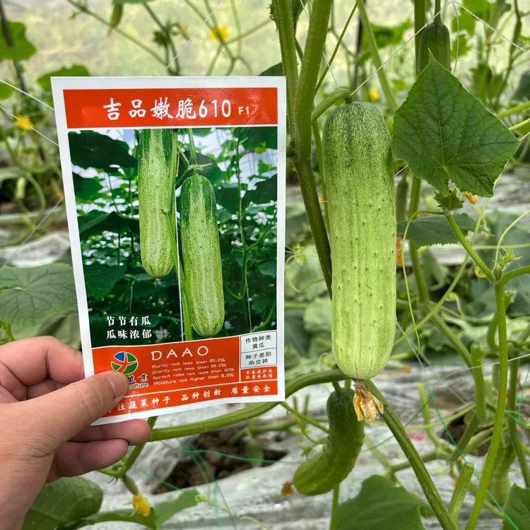 无苦味旱黄瓜口感佳商品性好特色黄瓜鸡毛菜种子新鲜