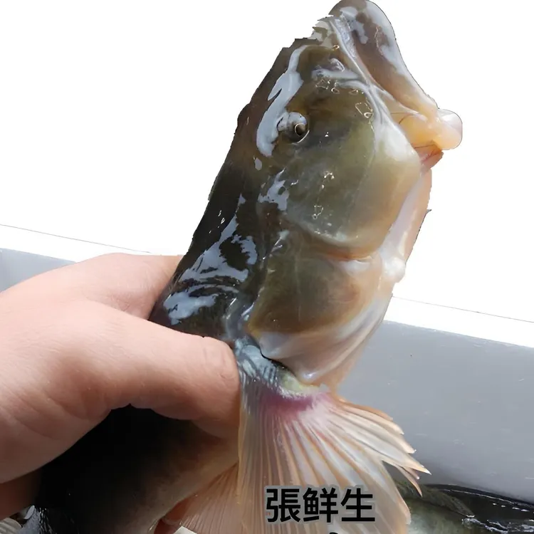 【大规格】沙光鱼 5-6条/斤 鲜活速冻顺丰冷链连云港发货5斤