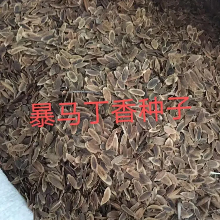 暴马丁香种子观赏风景树种