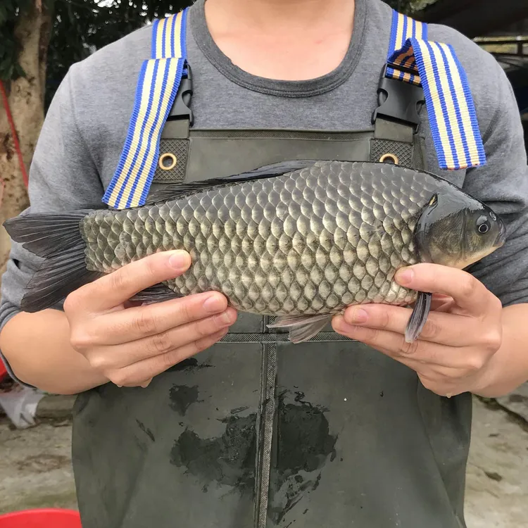 彭泽鲫鱼 淡水鲫鱼