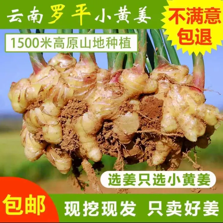 【大庆】罗平小黄姜2025鲜姜现挖当季熟菜