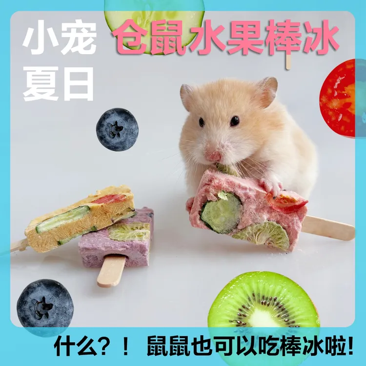 仓鼠冻干水果棒冰金丝熊鸡肉雪糕零食棒棒糖