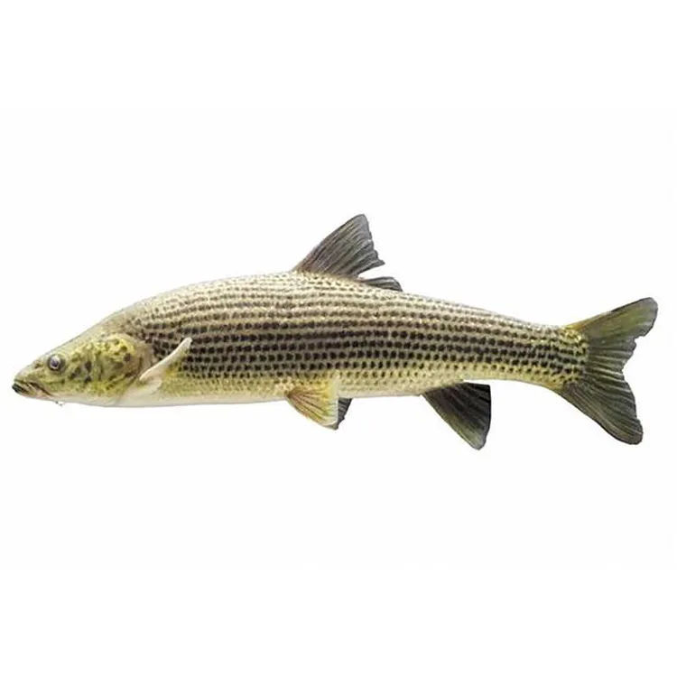 金沙.鲈鲤鱼大苗淡水常温冷水鱼各地适宜可食用鱼类可观赏鱼