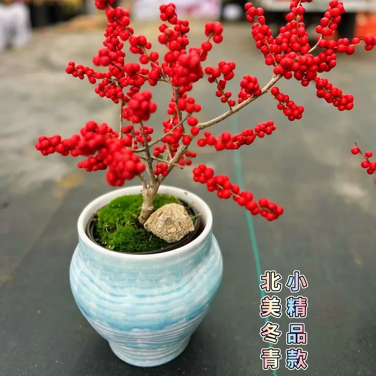 北美冬青盆栽红果冬青精品老桩盆景庭院盆栽红豆果 带果发货