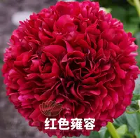 红色雍容 进口芍药