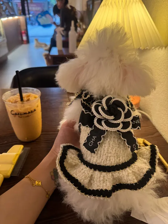 潮牌宠物衣服奢华香香风吊带裙公主裙小猫马尔济斯西施约克夏