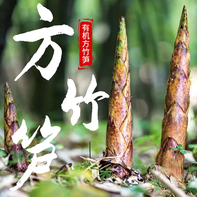 【时令鲜笋】娄山关地标方竹笋当天采摘新鲜现发毛壳方竹笋鲜嫩竹笋