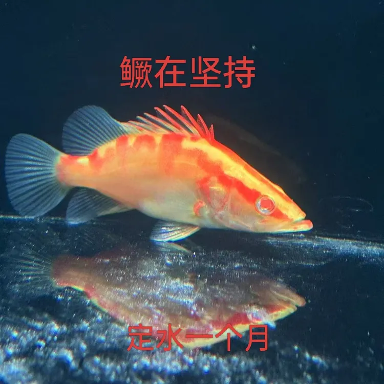红眼白子赤焰中国虎观赏鱼活体耐养