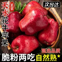 【次日达】甘肃天水花牛苹果脆粉两吃新鲜当季水果现摘现发9.18甘肃省