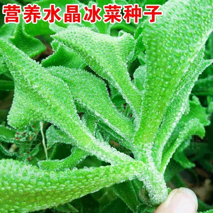 四季种植正宗水晶冰菜种子营养高钙非洲冰草自带冰晶四季蔬菜种子