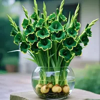 【四季开花】浓香型水培仙丽球花卉绿植盆栽好养活耐寒四季开花驱蚊