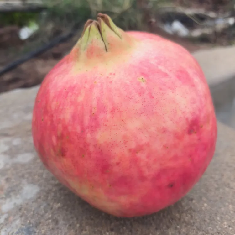 中秋上新，购买石榴  福利多多