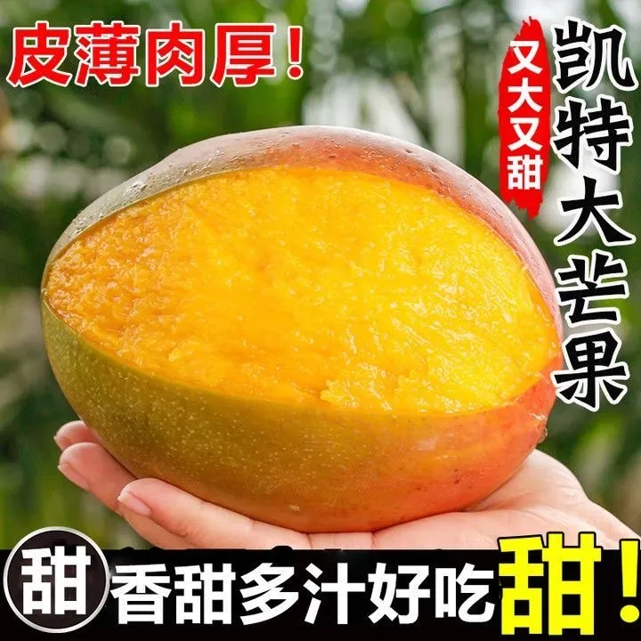 四川攀枝花凯特芒果大果新鲜水果批发整箱正宗凯特大脸芒果
