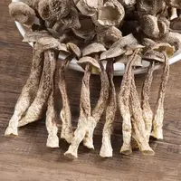 【专属】古田头茬高山鹿茸菇50g*4干货新货脆脆菇特产