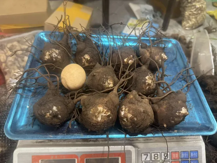云南新鲜高海拔附子精选大中小号