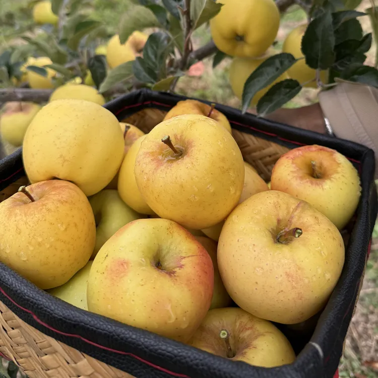 林芝姑娘苹维纳斯黄金脆甜可口6斤装