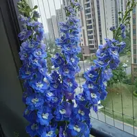 蓝色大花飞燕苗盆栽多年生易爆花发货快新手易养护喜阳植物