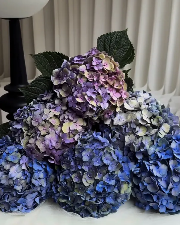 1.0【A级博登湖绣球】稀有品种 小众高级 居家插花 花期长 色彩斑斓