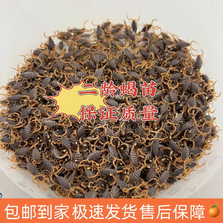 蝎子养殖苗活体幼苗孕蝎种蝎东亚钳蝎全蝎子宠物泡酒入药活虫饲养