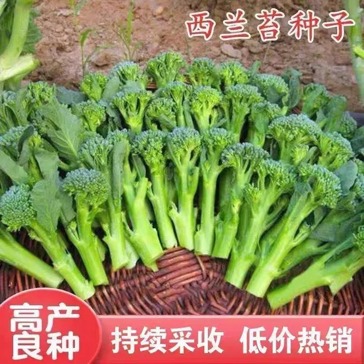 西兰苔种子芥蓝花菜新鲜蔬菜产地直销甜杆西兰苔商品图