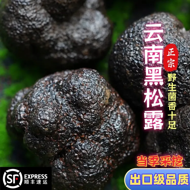 云南香格里拉新鲜黑松露野生中华夏菌块3cm以上