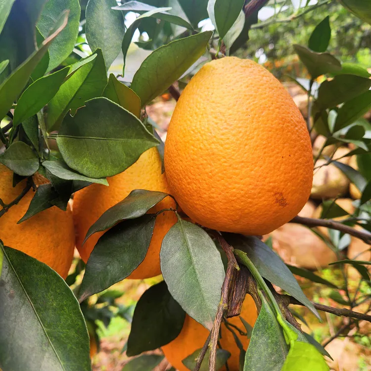 正宗长阳清江纽荷尔脐橙新鲜现摘应季水果产地直发冰糖甜橙
