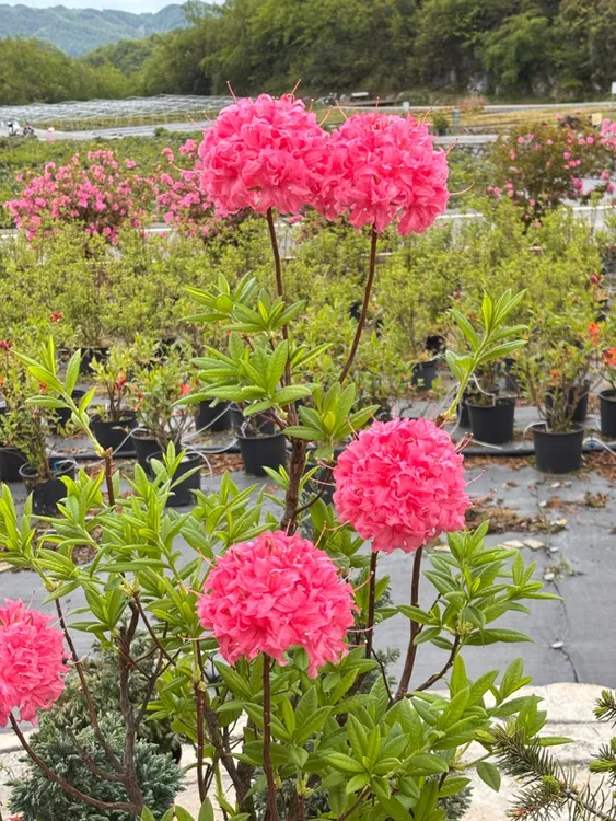 进口落叶杜鹃，粉绣球不带花苞，半成品苗