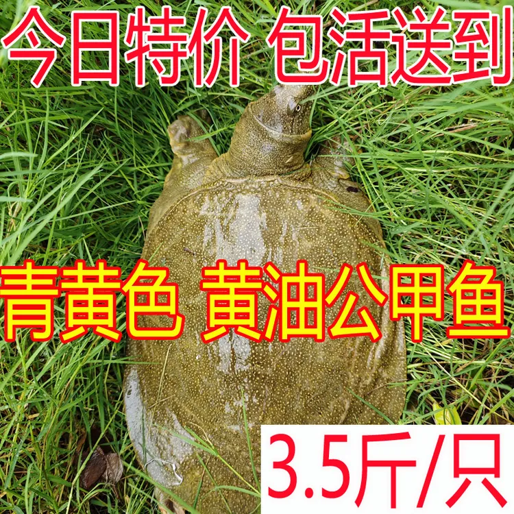 3.5斤1只 外塘生态青黄色黄油大公甲鱼水鱼王八新鲜活甲鱼