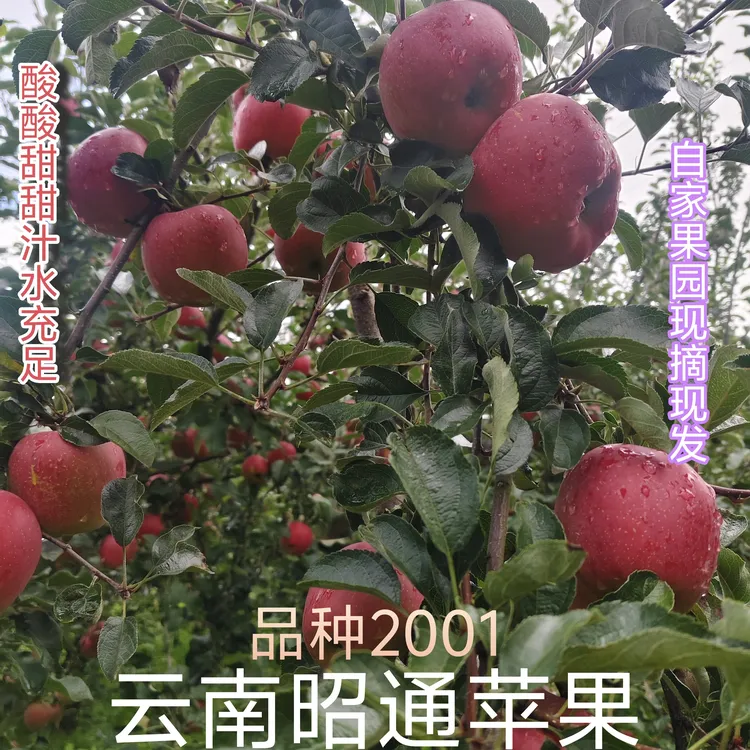 云南昭通冰糖心丑苹果正宗新鲜现摘脆甜多汁当季水果