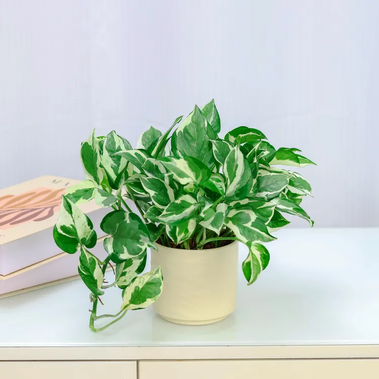 米色水纹盆+白金葛+接水盘