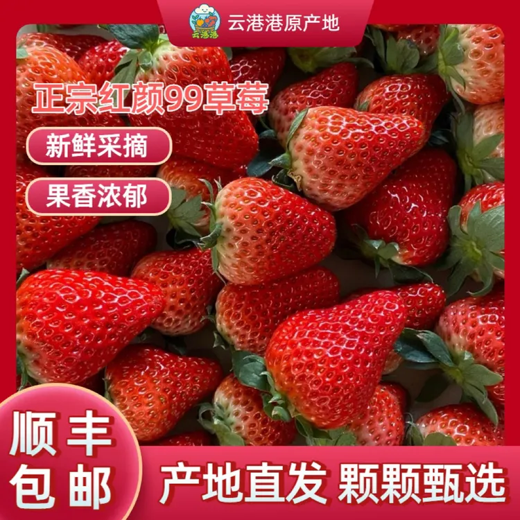 【正宗红颜九九草莓】现摘现发正宗红颜九九草莓（产地直发家庭版）
