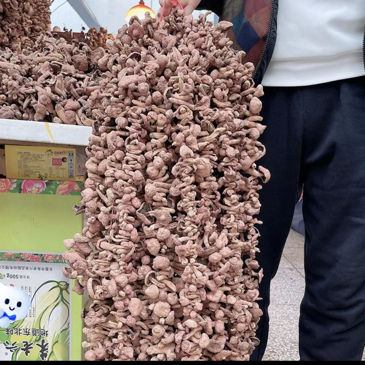 红蘑 肉蘑 松树伞 中个肉厚剪根 红蘑串 无根 无泥 无土又无沙