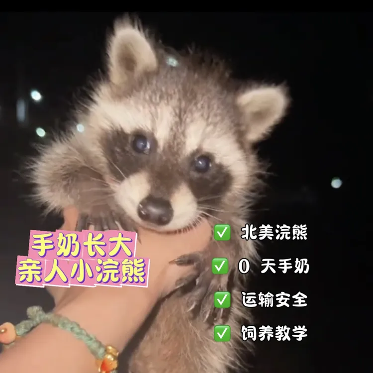 北美小浣熊活体幼崽 亲人北美浣熊活体幼崽 北美浣熊幼崽 