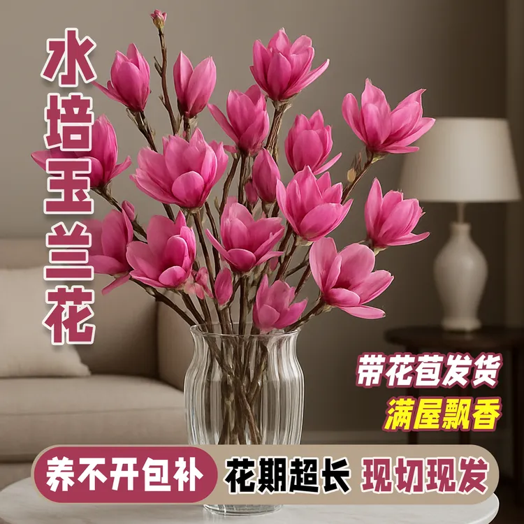 【带花苞发货】南召浅霞玉兰鲜切枝水培带花苞室内水养鲜花荟耐寒