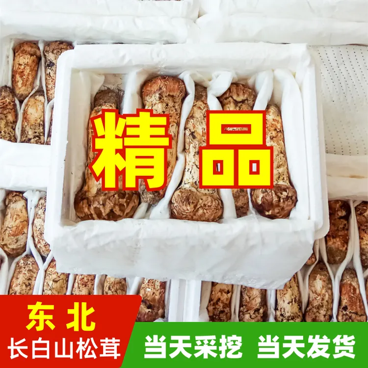 精品东北长白山松茸新鲜多种规格吉林延边延吉顺丰发货