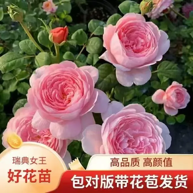 四季月季小苗盆栽阳台庭院浓香大花勤花丰花好养易成活开花盆景