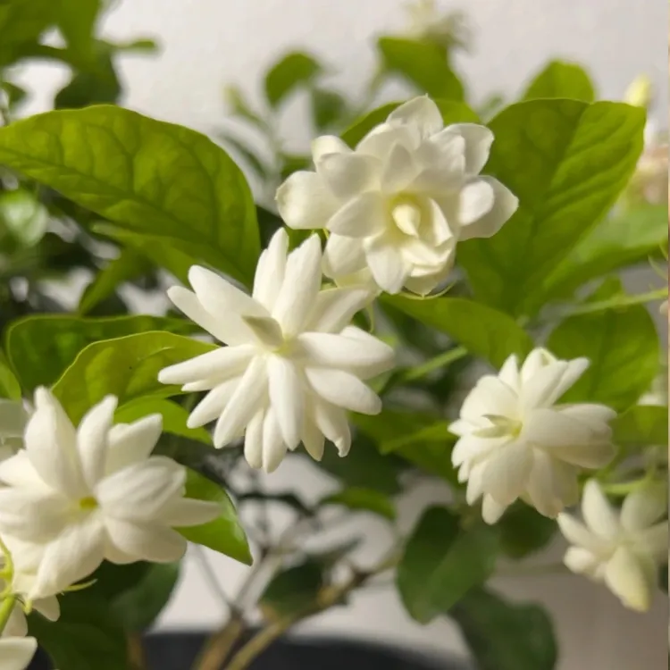 【城南】重瓣笔尖丛生丛林茉莉花苗浓香盆栽庭院室内外观花植物开花