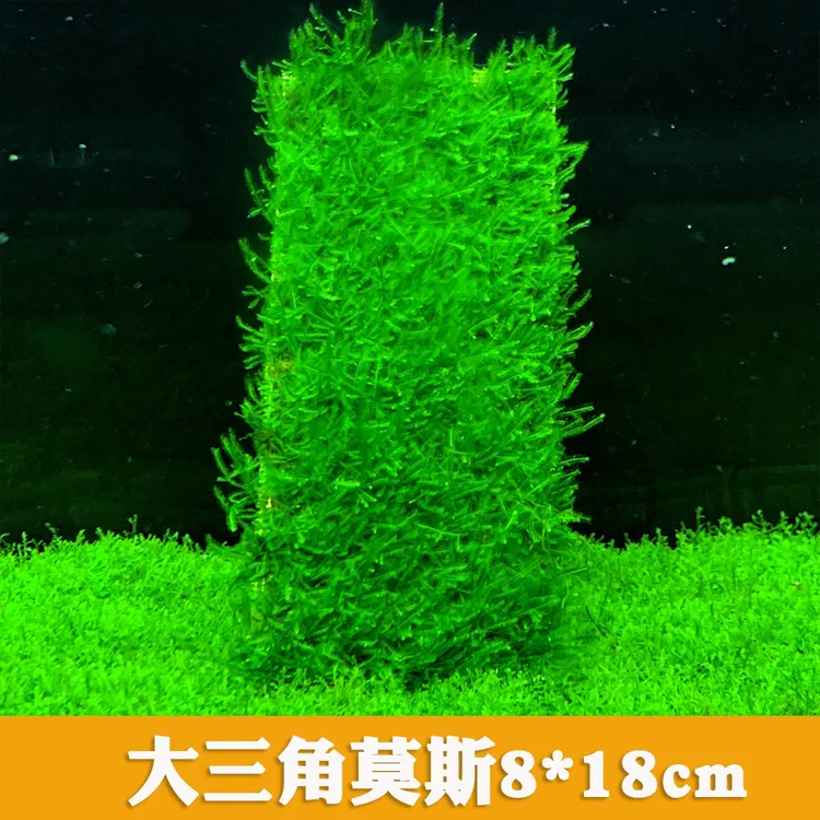 鱼缸水草淡水大三角造景沉木阴性莫斯孔雀苔藓垂泪懒人莫斯水草