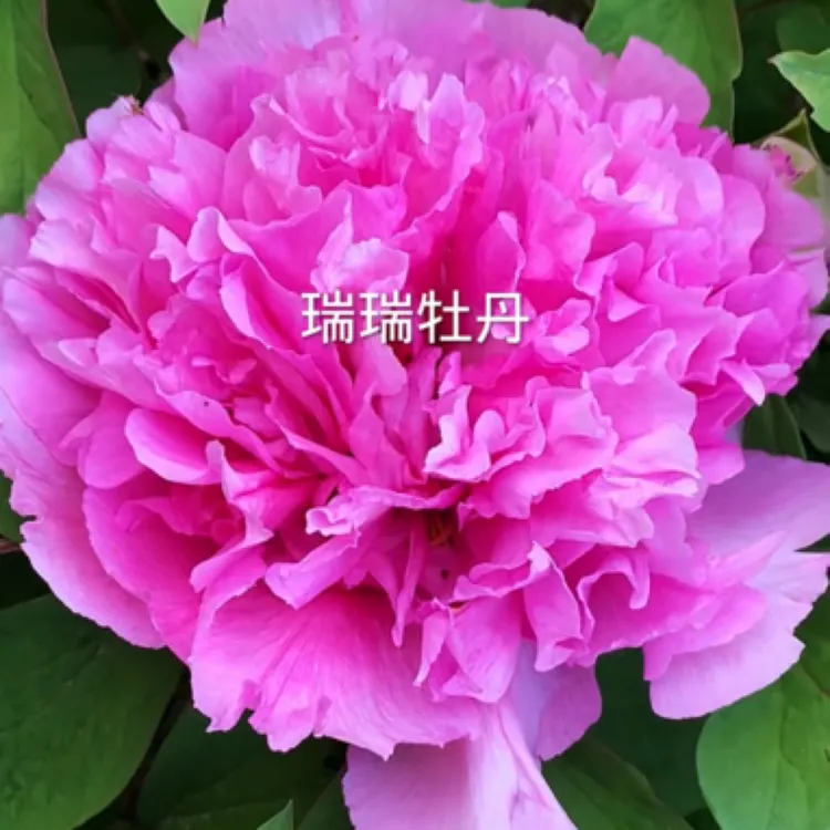 宫样妆粉蓝色牡丹大花重瓣观赏菏泽基地直发