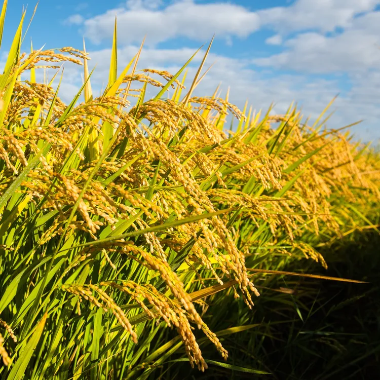 新米东北黑龙江大米（河水灌溉）10斤包邮   双十一 特惠价