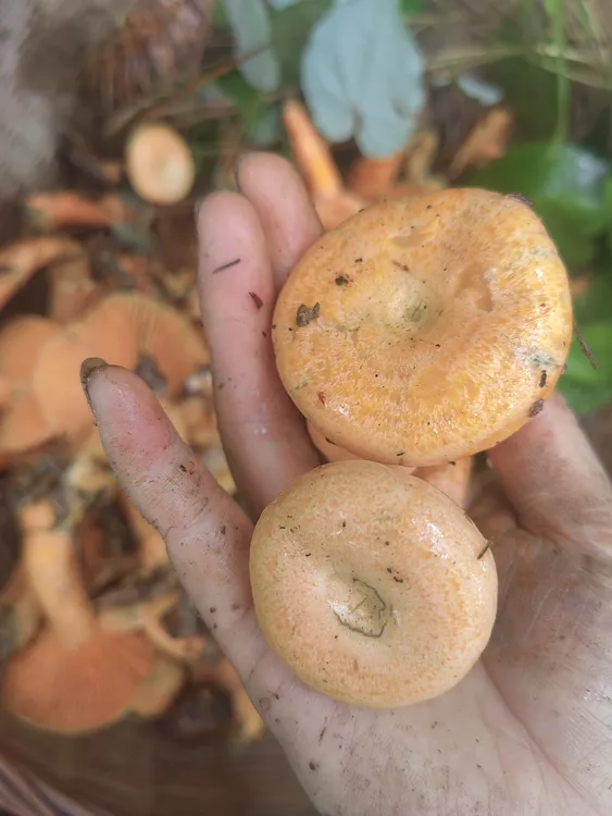 顺丰包邮重庆高山新鲜谷熟菌黄枞菌松树菌深山美味临时助农链接
