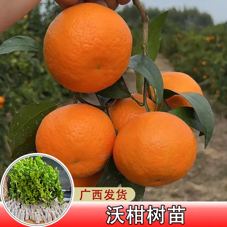 正宗沃柑树苗带土带叶嫁接果树苗南方种植盆栽庭院地栽皇帝柑苗木